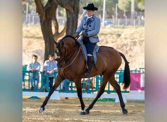 Caballo de deporte español, Caballo castrado, 7 años, 160 cm, Castaño