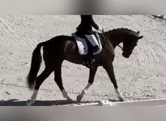 Caballo de deporte español, Caballo castrado, 7 años, 165 cm, Alazán