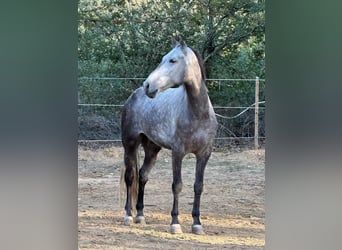 Caballo de deporte español, Caballo castrado, 7 años, 165 cm, Tordo