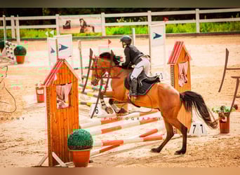 Caballo de deporte español, Caballo castrado, 7 años, 168 cm, Castaño