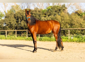 Caballo de deporte español, Caballo castrado, 7 años, 170 cm, Castaño