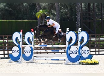 Caballo de deporte español, Caballo castrado, 7 años, 171 cm, Negro