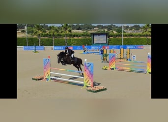 Caballo de deporte español, Caballo castrado, 7 años, 171 cm, Negro