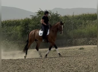 Caballo de deporte español, Caballo castrado, 7 años, 172 cm, Castaño rojizo
