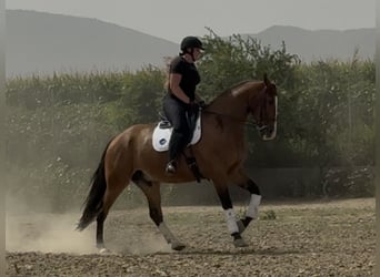 Caballo de deporte español, Caballo castrado, 7 años, 172 cm, Castaño rojizo