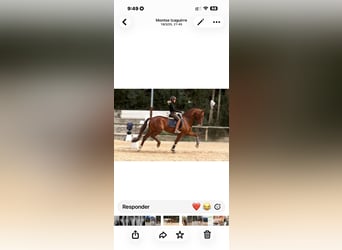 Caballo de deporte español, Caballo castrado, 7 años, 173 cm, Alazán-tostado