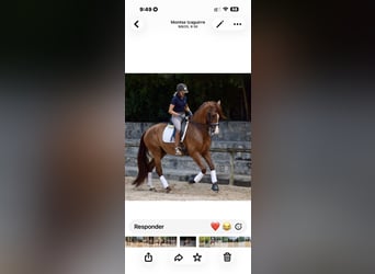 Caballo de deporte español, Caballo castrado, 7 años, 173 cm, Alazán-tostado