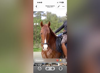 Caballo de deporte español, Caballo castrado, 7 años, 173 cm, Alazán-tostado
