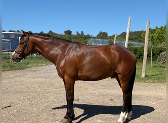 Caballo de deporte español, Caballo castrado, 7 años, Castaño