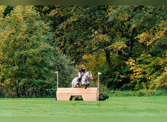 Caballo de deporte español, Caballo castrado, 8 años, 148 cm, Tordo
