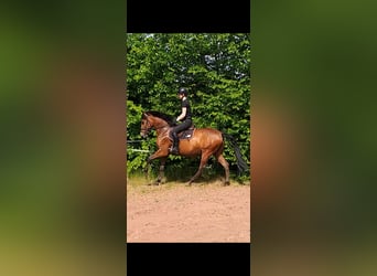 Caballo de deporte español, Caballo castrado, 8 años, 150 cm, Castaño