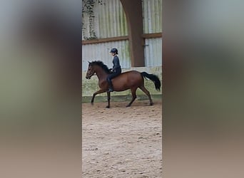 Caballo de deporte español, Caballo castrado, 8 años, 150 cm, Castaño