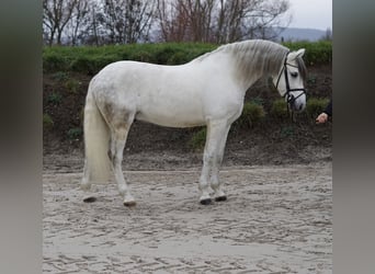 Caballo de deporte español, Caballo castrado, 8 años, 155 cm, White/Blanco