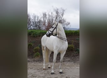 Caballo de deporte español, Caballo castrado, 8 años, 155 cm, White/Blanco