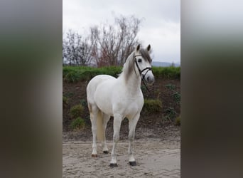 Caballo de deporte español, Caballo castrado, 8 años, 155 cm, White/Blanco