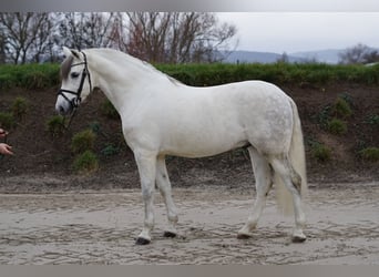 Caballo de deporte español, Caballo castrado, 8 años, 155 cm, White/Blanco