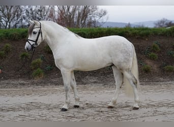 Caballo de deporte español, Caballo castrado, 8 años, 155 cm, White/Blanco