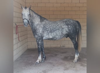 Caballo de deporte español, Caballo castrado, 8 años, 156 cm, Tordo rodado