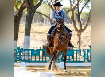 Caballo de deporte español, Caballo castrado, 8 años, 160 cm, Castaño