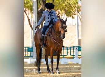 Caballo de deporte español, Caballo castrado, 8 años, 160 cm, Castaño