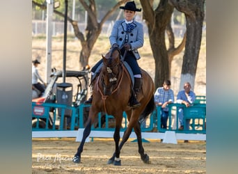 Caballo de deporte español, Caballo castrado, 8 años, 160 cm, Castaño