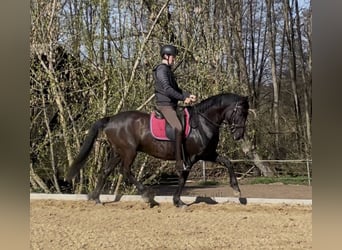 Caballo de deporte español Mestizo, Caballo castrado, 8 años, 160 cm, Castaño oscuro