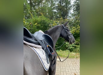 Caballo de deporte español, Caballo castrado, 8 años, 160 cm, Negro