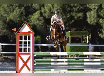 Caballo de deporte español, Caballo castrado, 8 años, 161 cm, Castaño