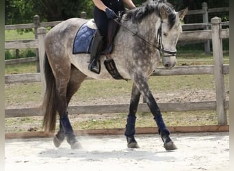 Caballo de deporte español, Caballo castrado, 8 años, 166 cm, Porcelana