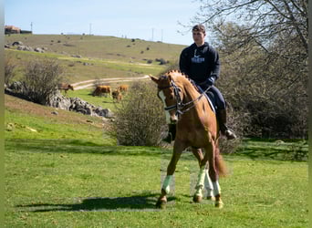 Caballo de deporte español, Caballo castrado, 8 años, 167 cm, Alazán rojizo