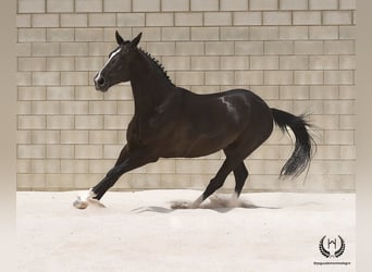 Caballo de deporte español, Caballo castrado, 8 años, 168 cm, Negro