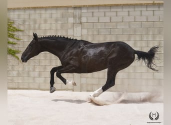 Caballo de deporte español, Caballo castrado, 8 años, 168 cm, Negro