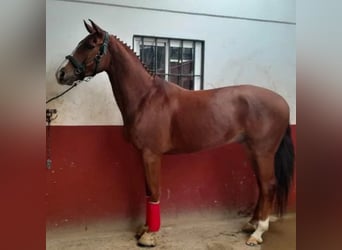 Caballo de deporte español, Caballo castrado, 8 años, 168 cm, Tordo