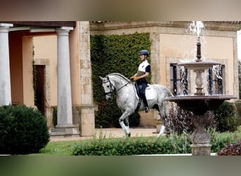 Caballo de deporte español, Caballo castrado, 8 años, 170 cm, Tordo