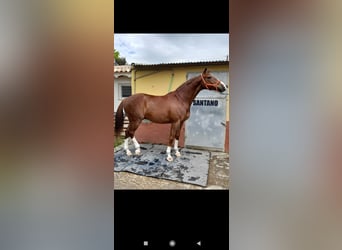 Caballo de deporte español, Caballo castrado, 8 años, 171 cm, Alazán