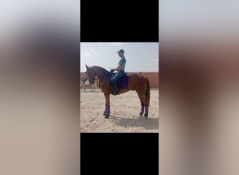 Caballo de deporte español Mestizo, Caballo castrado, 8 años, 171 cm, Alazán-tostado