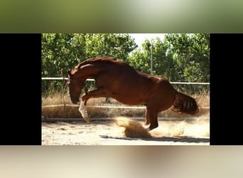 Caballo de deporte español Mestizo, Caballo castrado, 8 años, 171 cm, Alazán-tostado