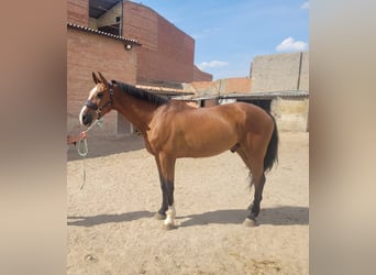 Caballo de deporte español, Caballo castrado, 8 años, 172 cm, Castaño claro