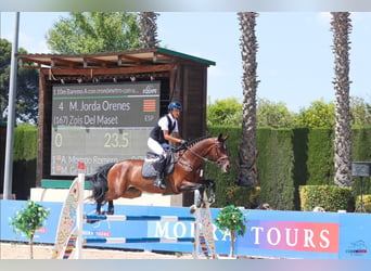 Caballo de deporte español, Caballo castrado, 8 años, 177 cm, Castaño