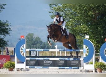 Caballo de deporte español, Caballo castrado, 8 años, 177 cm, Castaño