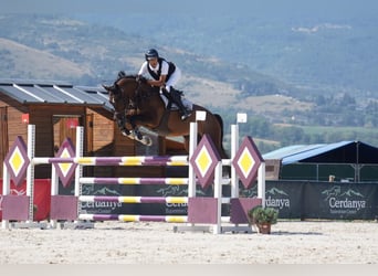 Caballo de deporte español, Caballo castrado, 8 años, 177 cm, Castaño