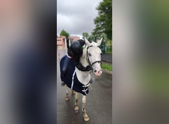 Caballo de deporte español, Caballo castrado, 9 años, 143 cm, Tordo