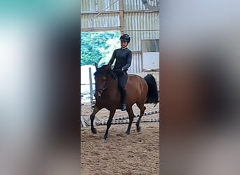 Caballo de deporte español, Caballo castrado, 9 años, 150 cm, Castaño