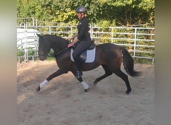 Caballo de deporte español, Caballo castrado, 9 años, 158 cm, Negro