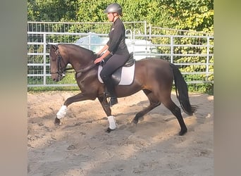 Caballo de deporte español, Caballo castrado, 9 años, 158 cm, Negro