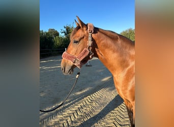 Caballo de deporte español, Caballo castrado, 9 años, 160 cm, Castaño