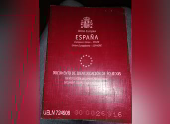 Caballo de deporte español, Caballo castrado, 9 años, 162 cm, Tordo