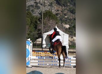 Caballo de deporte español, Caballo castrado, 9 años, 165 cm, Castaño