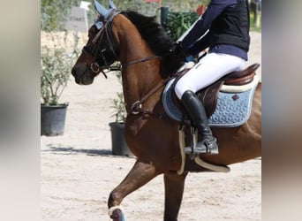 Caballo de deporte español, Caballo castrado, 9 años, 165 cm, Castaño
