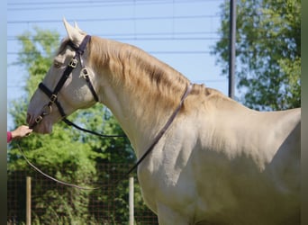 Caballo de deporte español, Caballo castrado, 9 años, 170 cm, Cremello